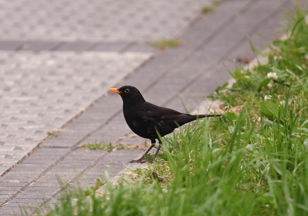 Eurasian Blackbird - ML620134053