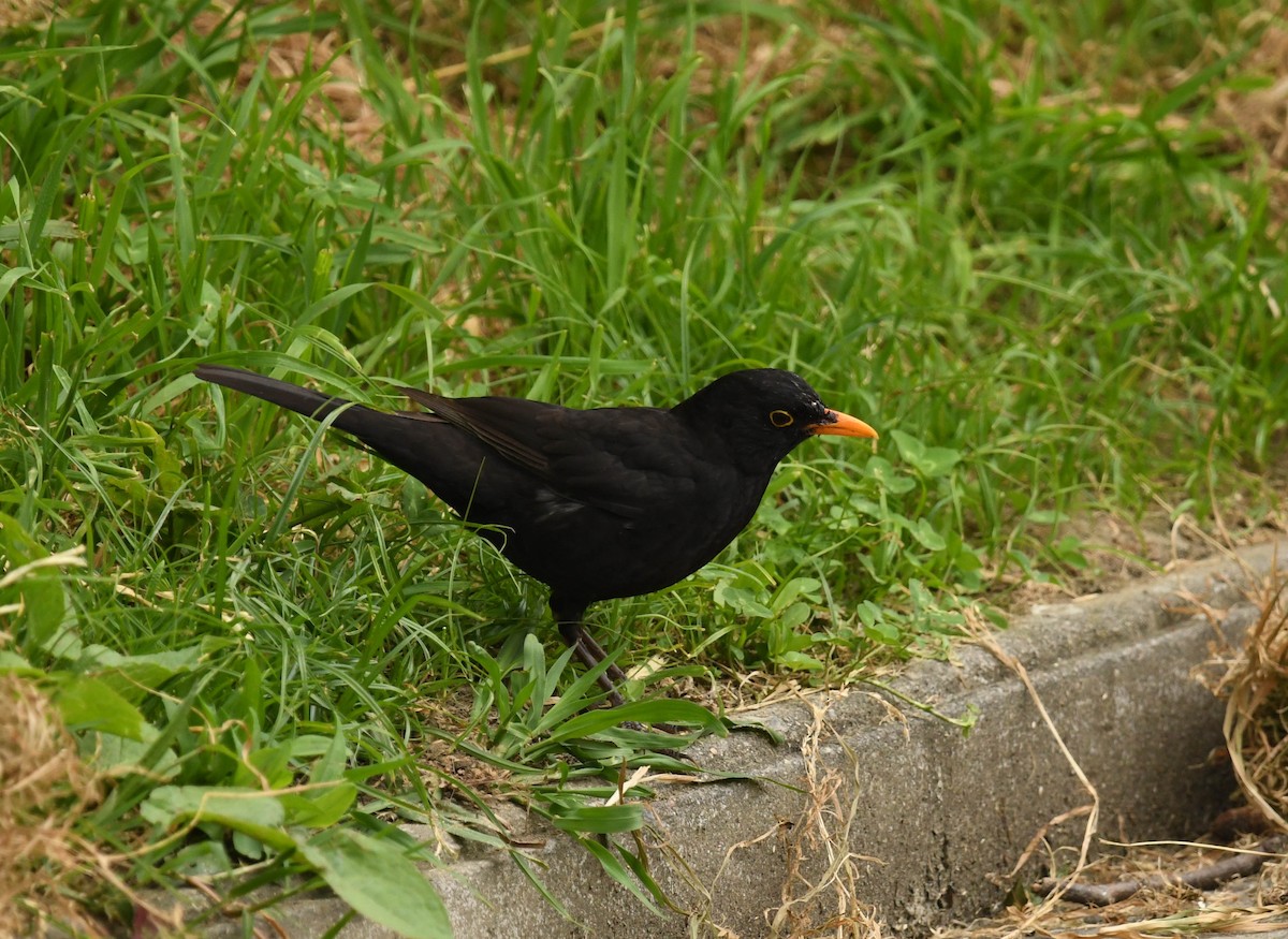 Eurasian Blackbird - ML620134054