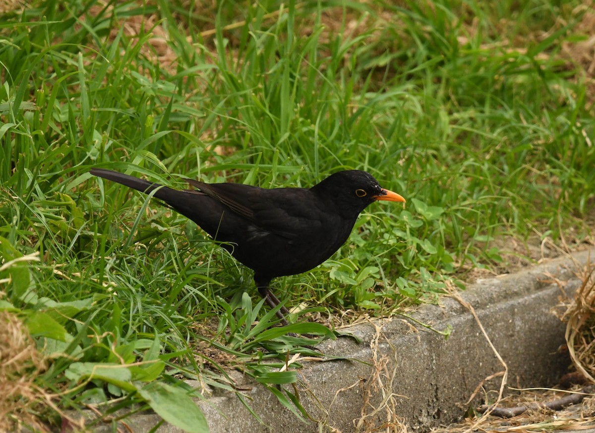 Amsel - ML620134054