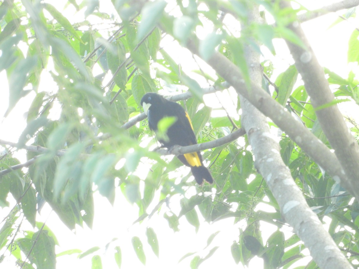 Yellow-rumped Cacique - ML620134071
