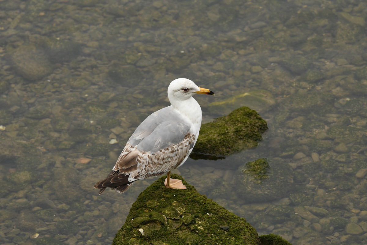 Yellow-legged Gull - ML620134081