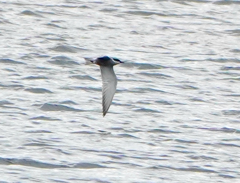 Whiskered Tern - ML620134094