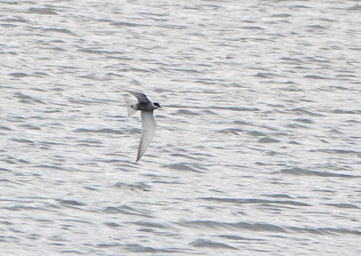 Whiskered Tern - ML620134095