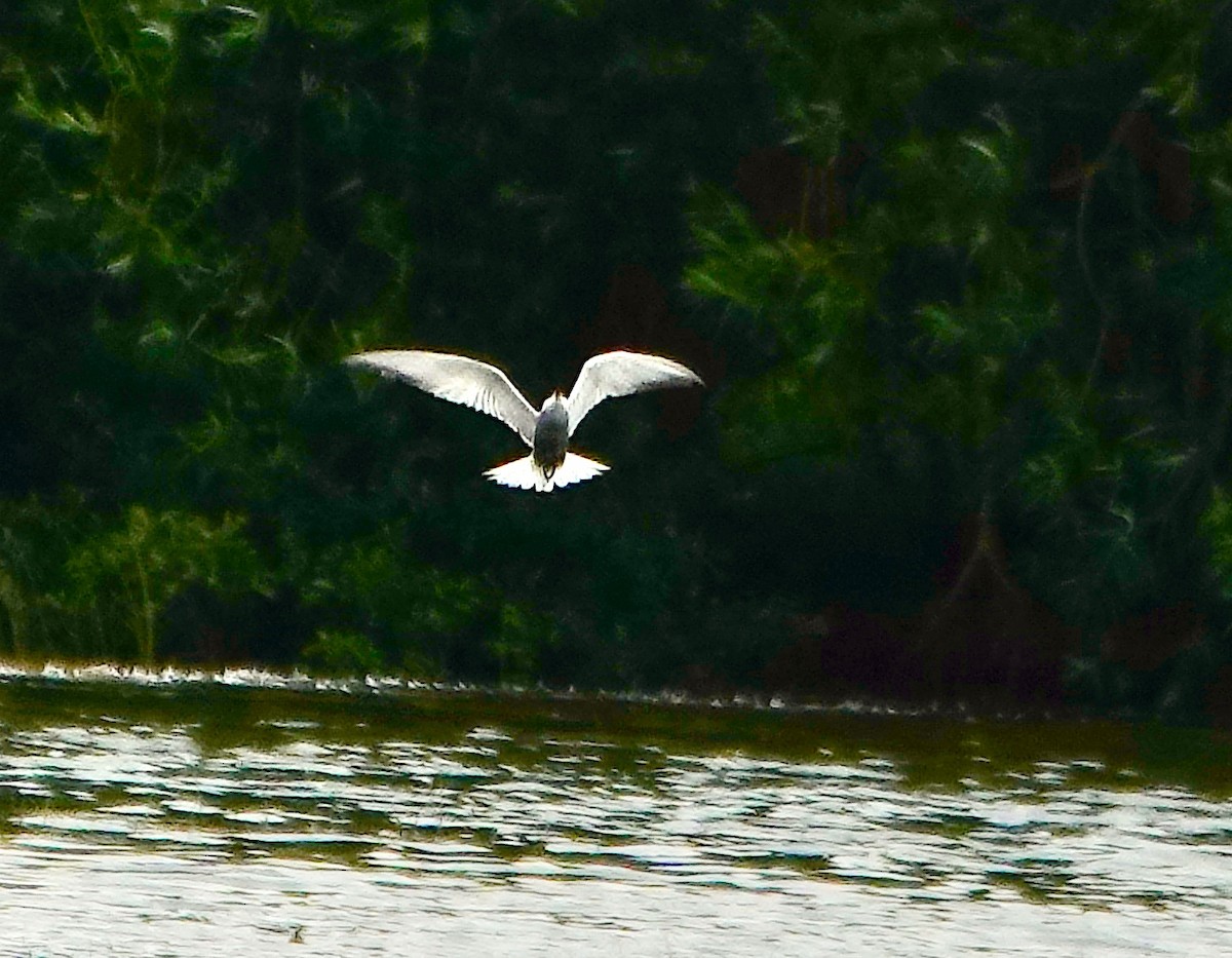 Whiskered Tern - ML620134096