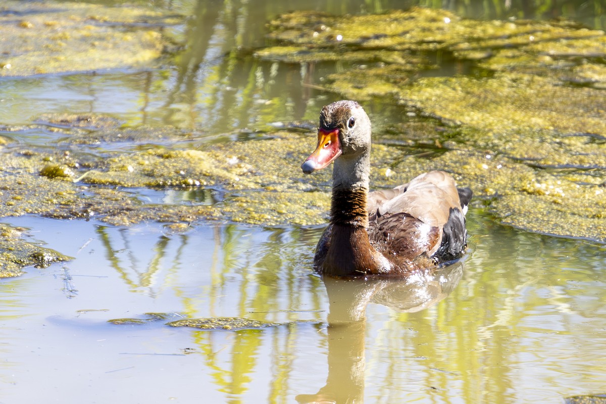 Black-bellied Whistling-Duck - ML620134102