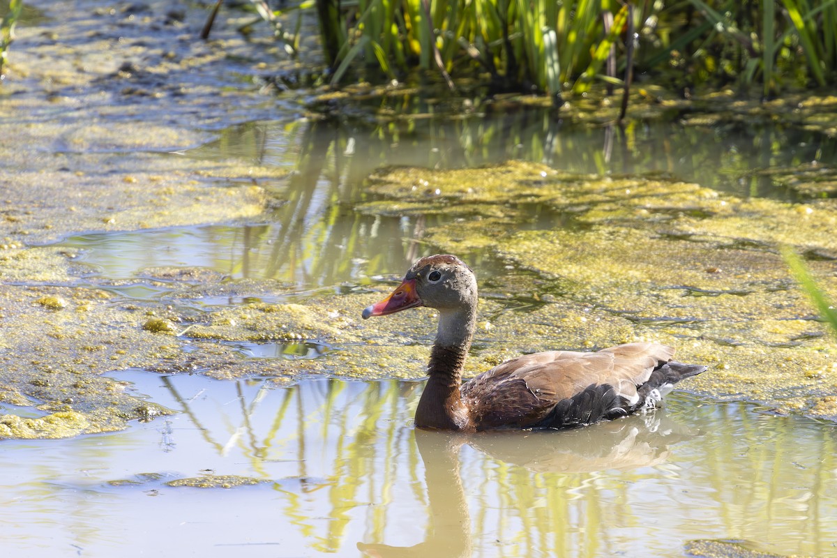 Black-bellied Whistling-Duck - Kelly Roy