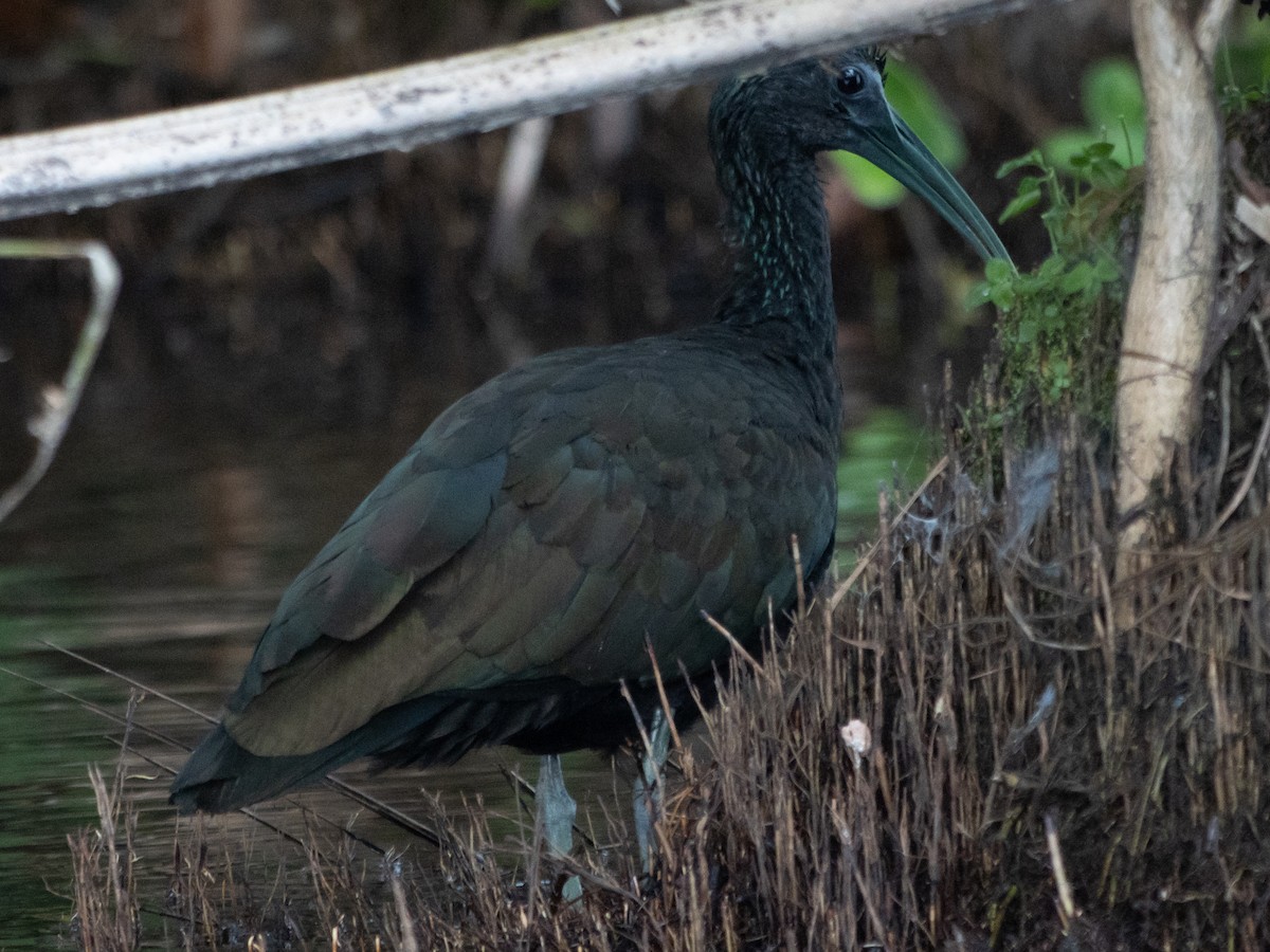 ibis zelený - ML620134112