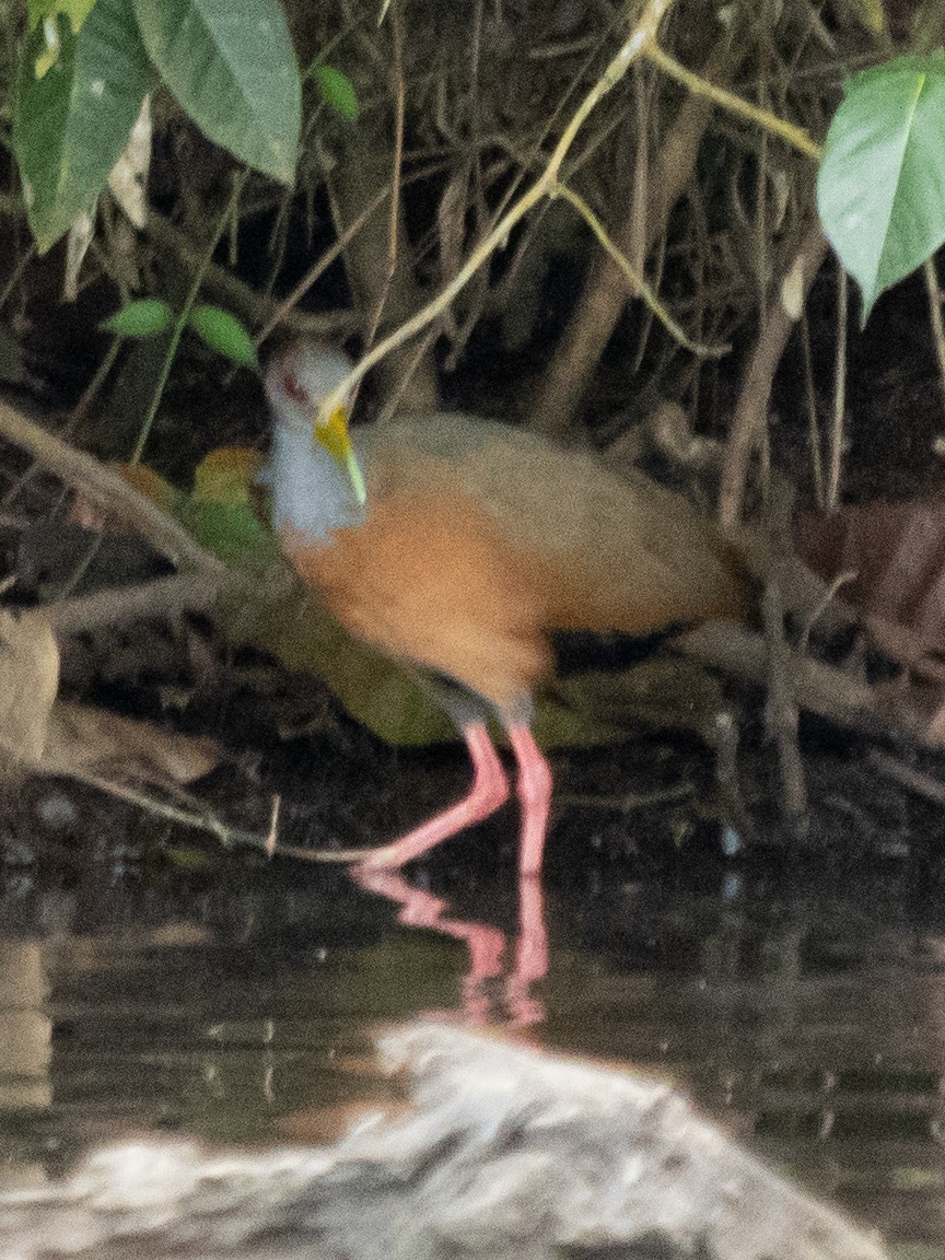 Gray-cowled Wood-Rail - ML620134114