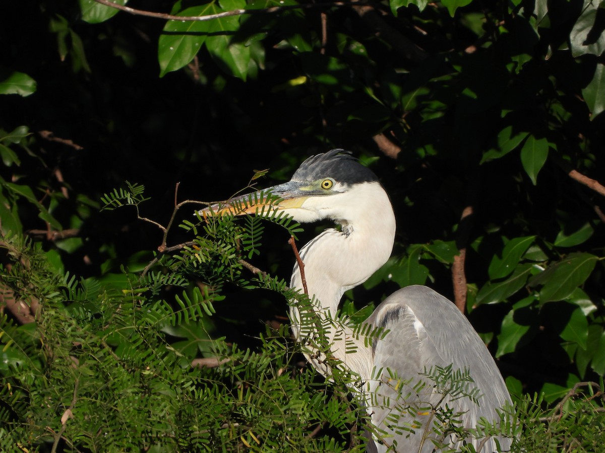 Cocoi Heron - ML620134115