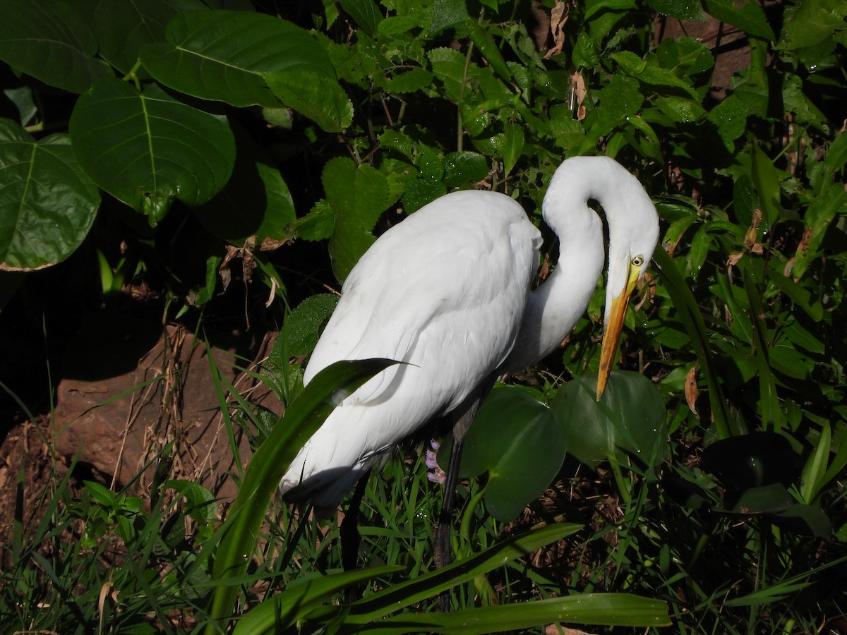 Great Egret - ML620134120