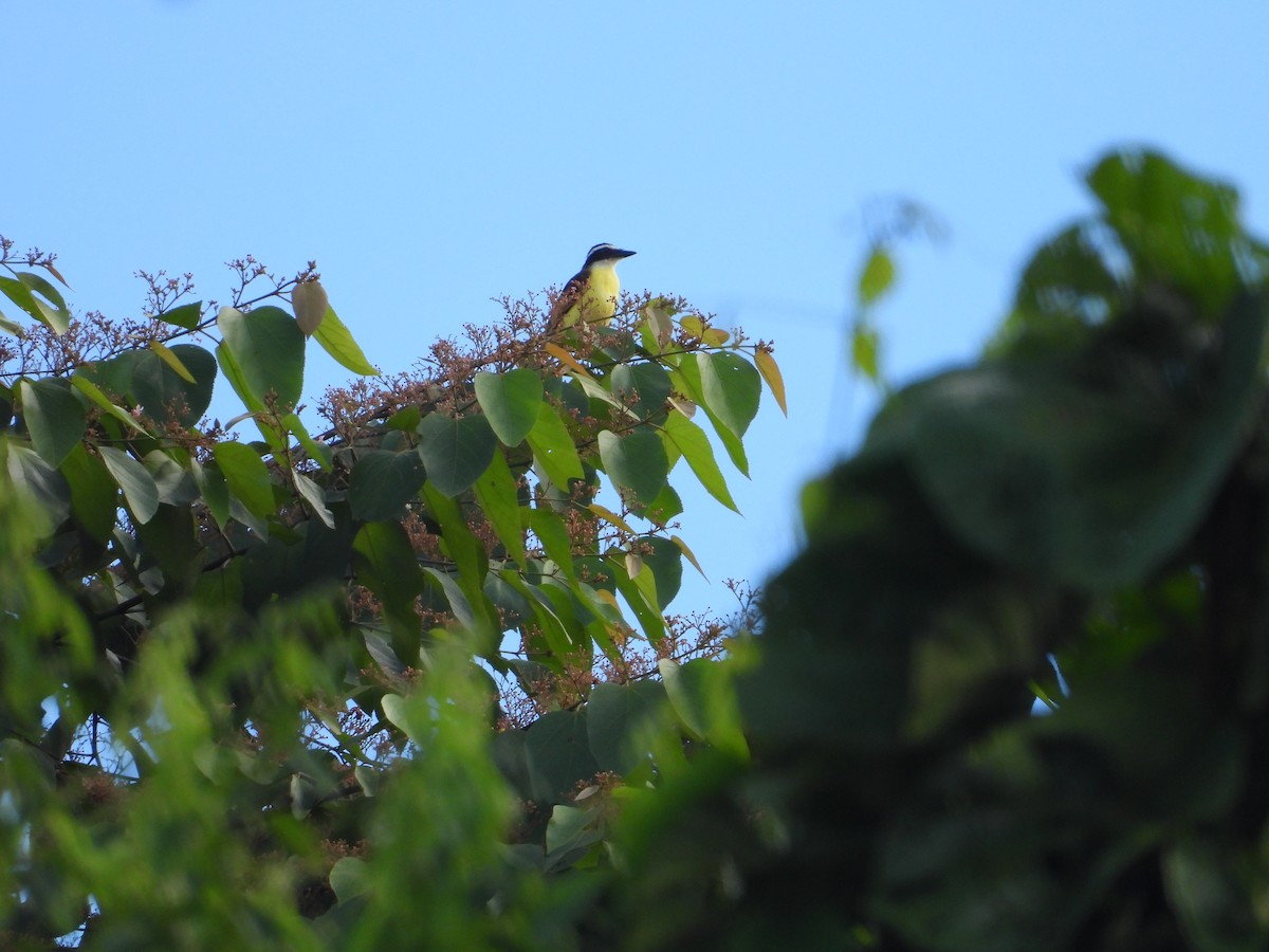 Great Kiskadee - ML620134125