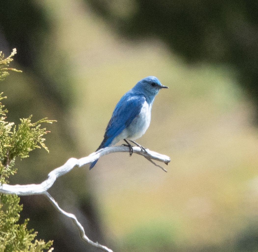 Mountain Bluebird - ML620134129