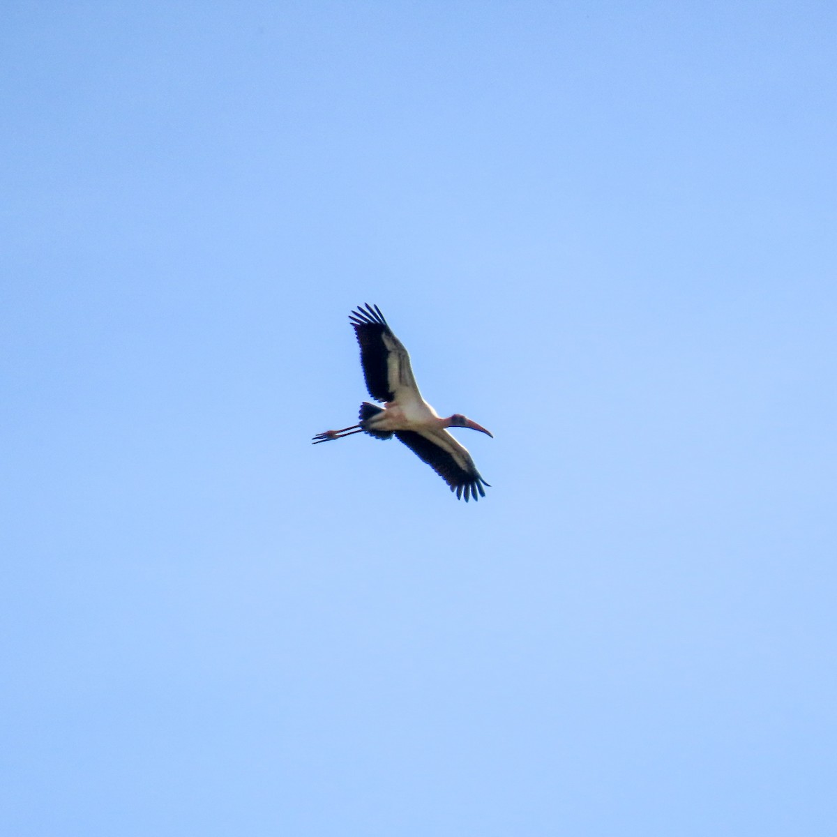 Wood Stork - ML620134131
