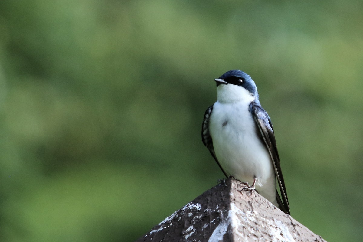 Tree Swallow - ML620134140