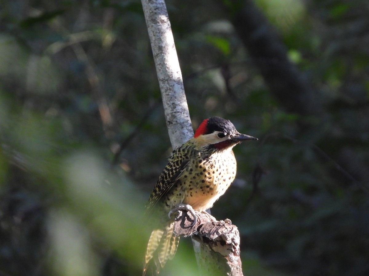 Green-barred Woodpecker - ML620134141