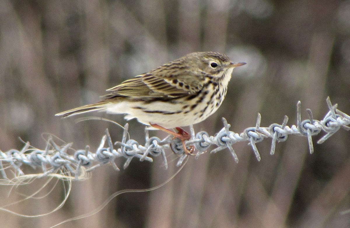 Meadow Pipit - ML620134147