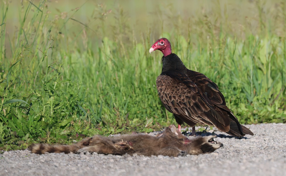 Turkey Vulture - ML620134148