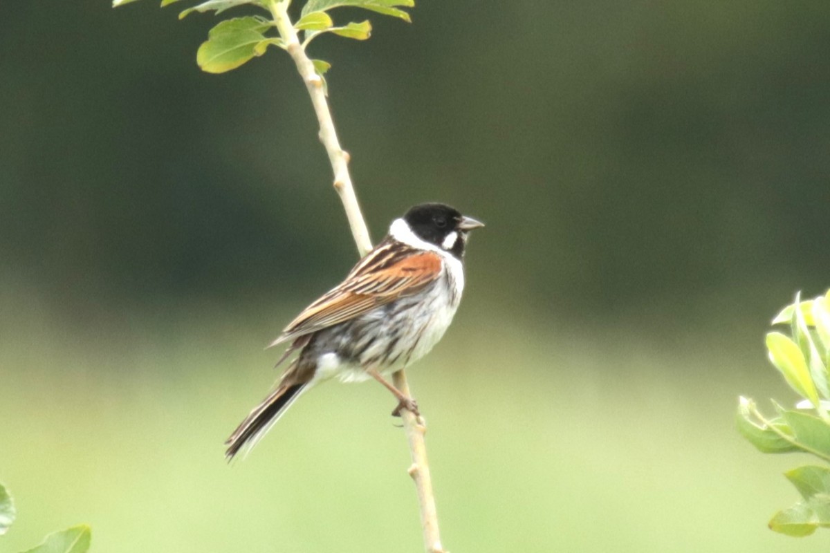 Reed Bunting - ML620134150