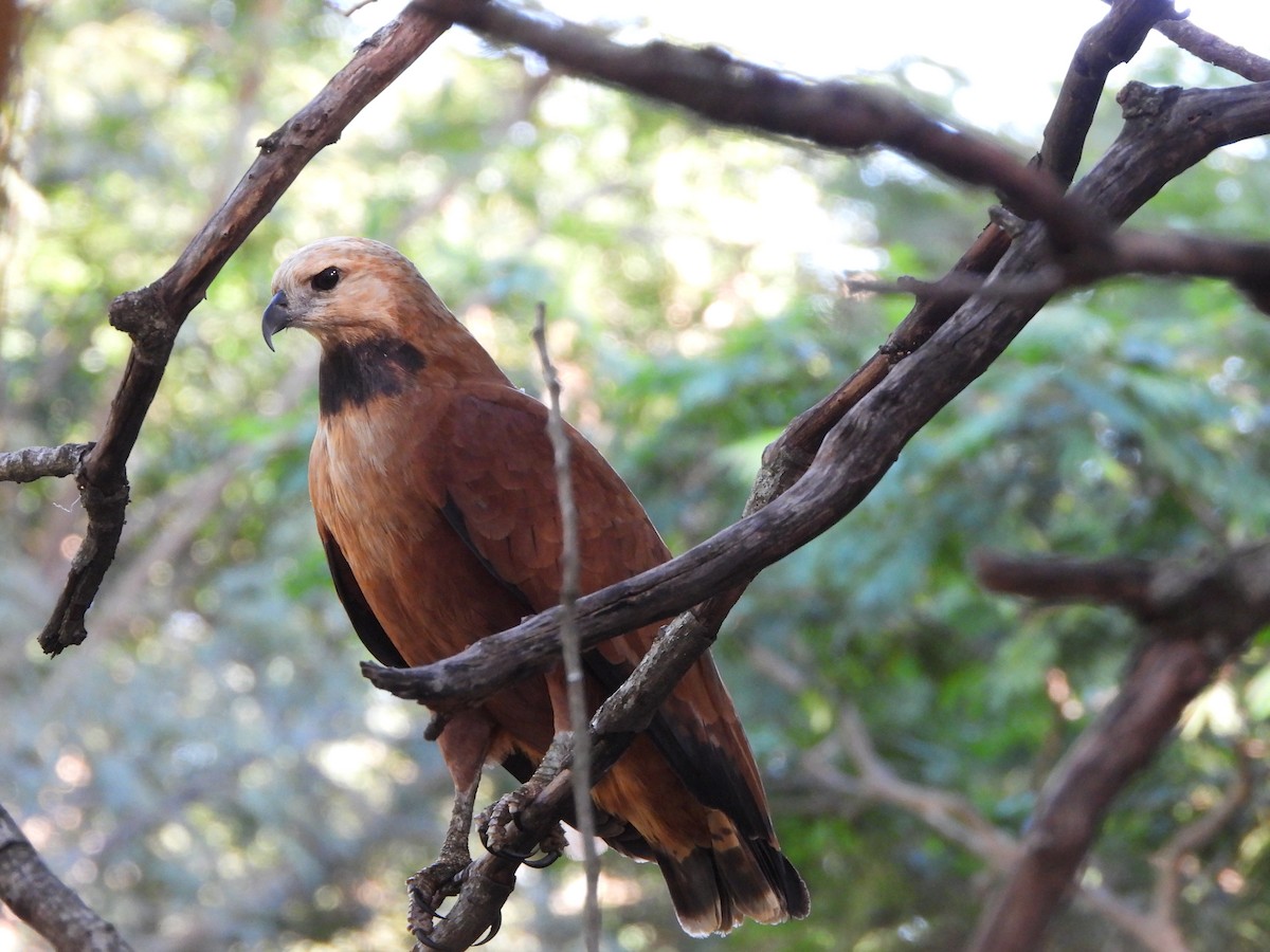 Black-collared Hawk - ML620134155