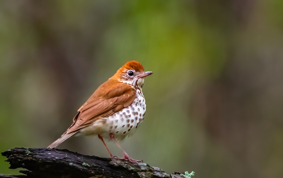 Wood Thrush - ML620134160