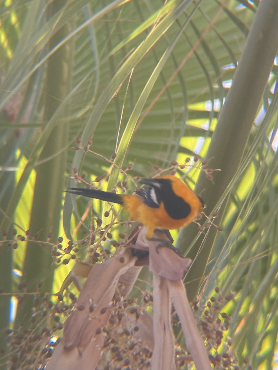 Hooded Oriole - ML620134174