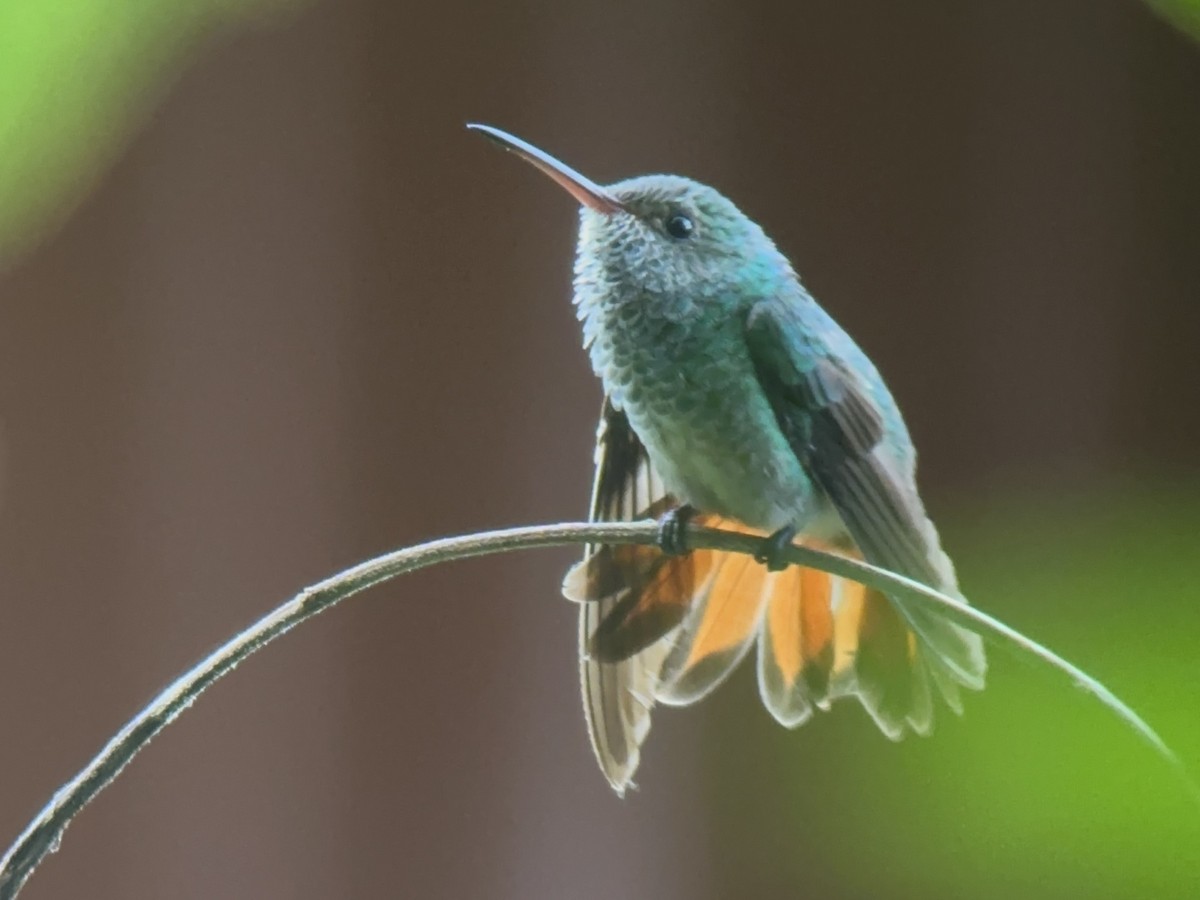 Rufous-tailed Hummingbird - ML620134177