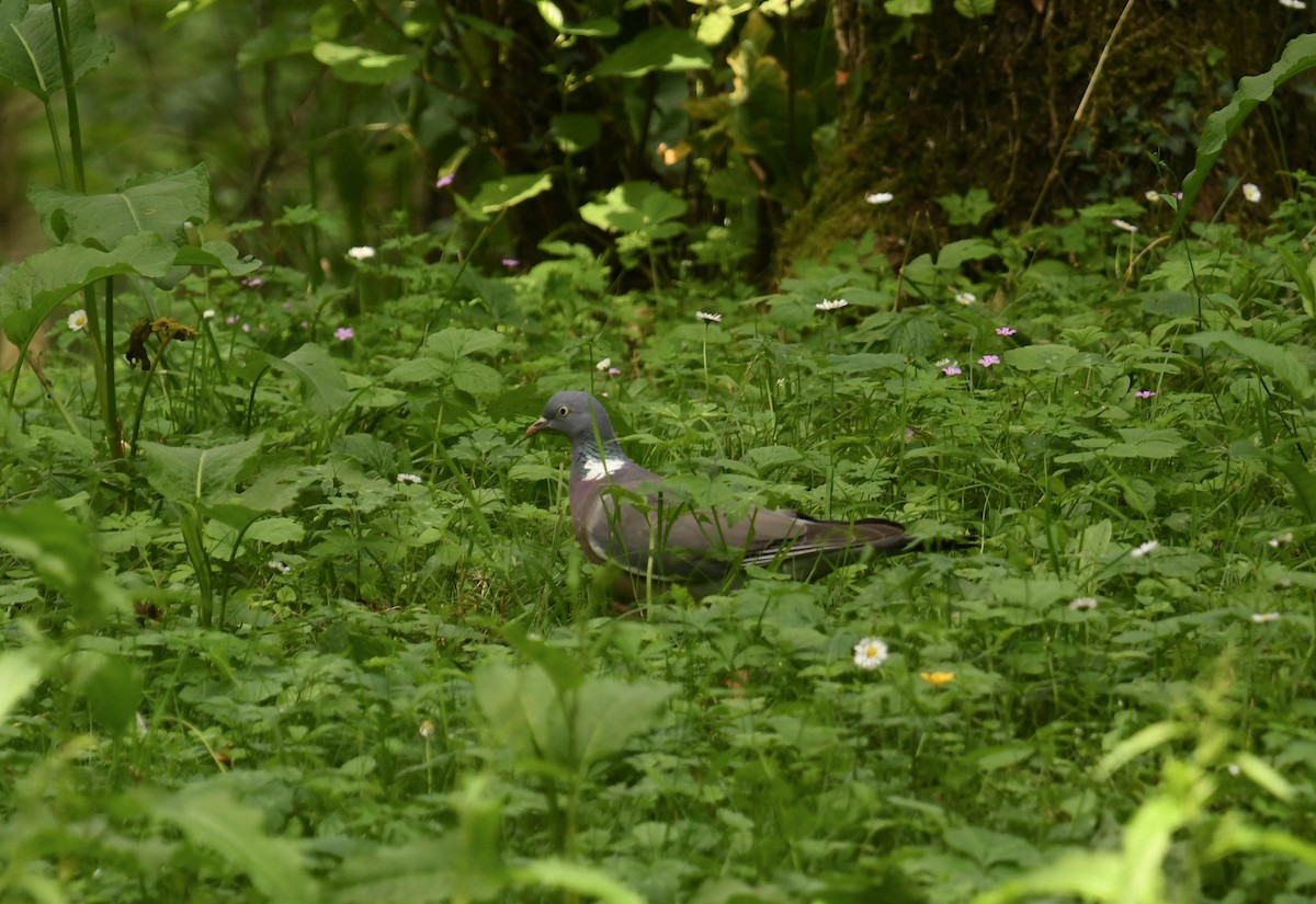Common Wood-Pigeon - ML620134181