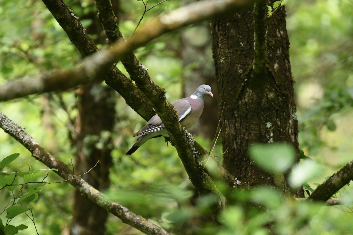 Common Wood-Pigeon - ML620134182