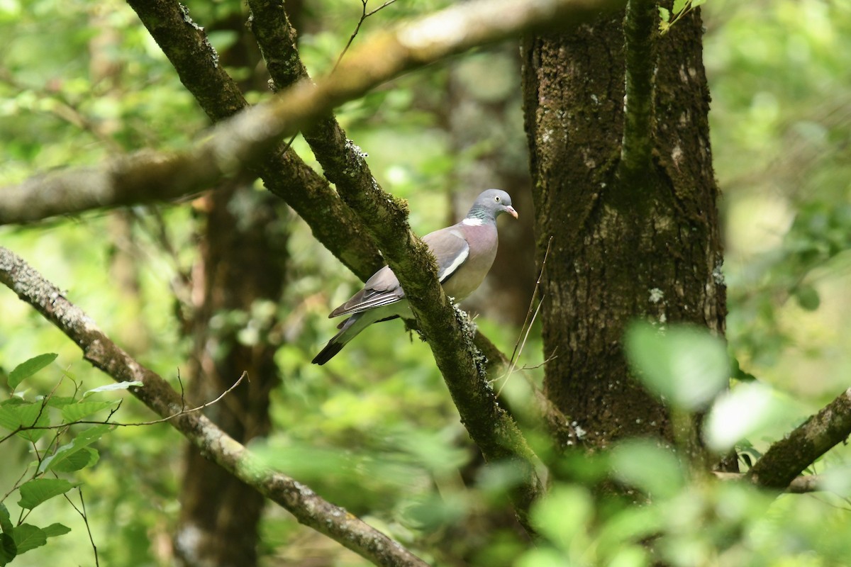 Common Wood-Pigeon - ML620134183