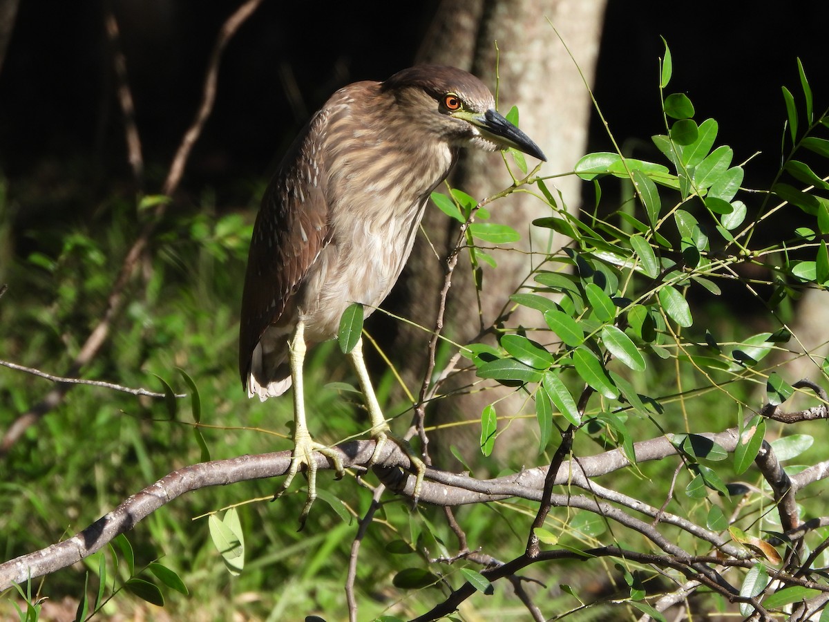 Black-crowned Night Heron - ML620134187