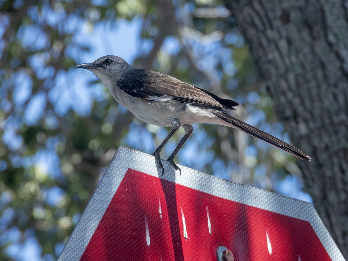 Northern Mockingbird - ML620134194