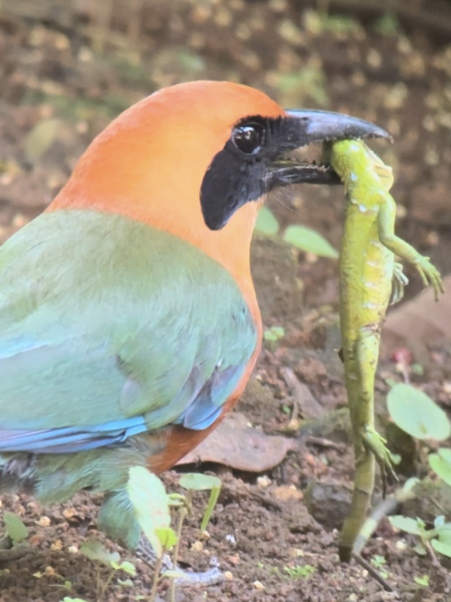 Zimtbrustmotmot - ML620134203