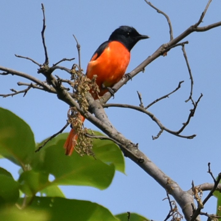 Minivet écarlate - ML620134218