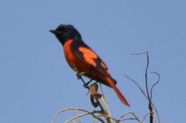 Scarlet Minivet - ML620134219