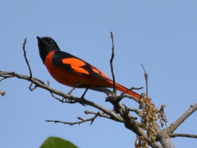 赤紅山椒鳥 - ML620134220