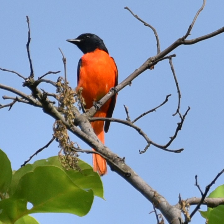 赤紅山椒鳥 - ML620134222