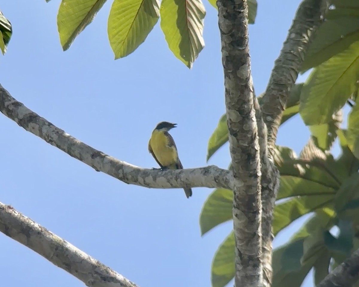 Social Flycatcher - ML620134225