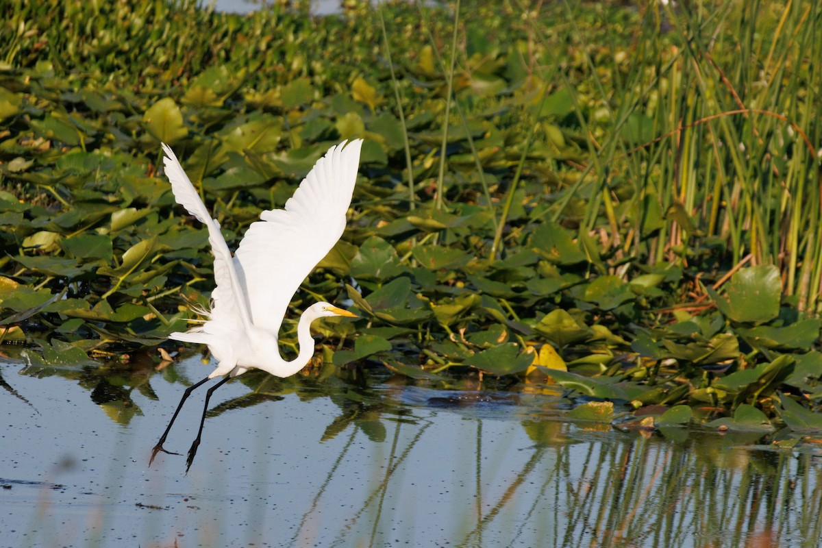 Grande Aigrette - ML620134226