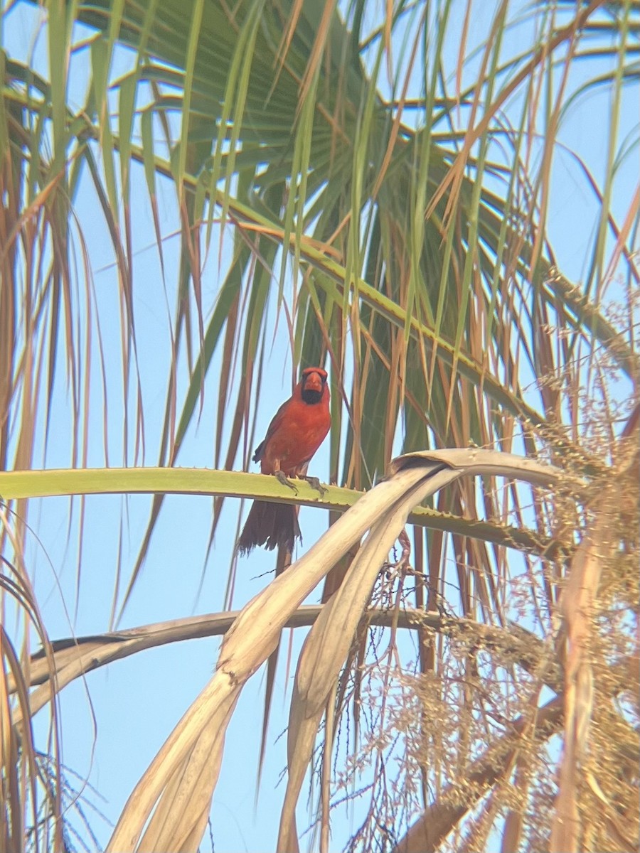 Cardinal rouge - ML620134228