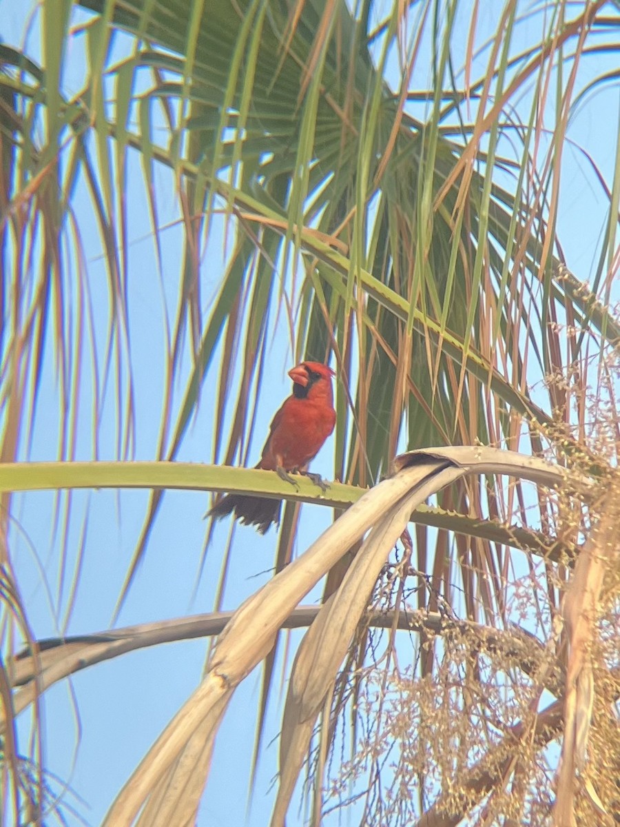 Cardinal rouge - ML620134229
