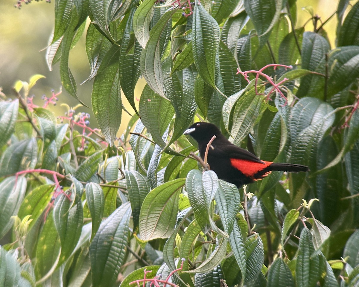 Scarlet-rumped Tanager - ML620134235