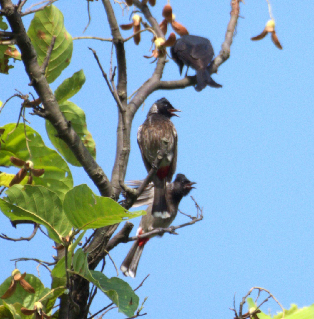 Red-vented Bulbul - ML620134241