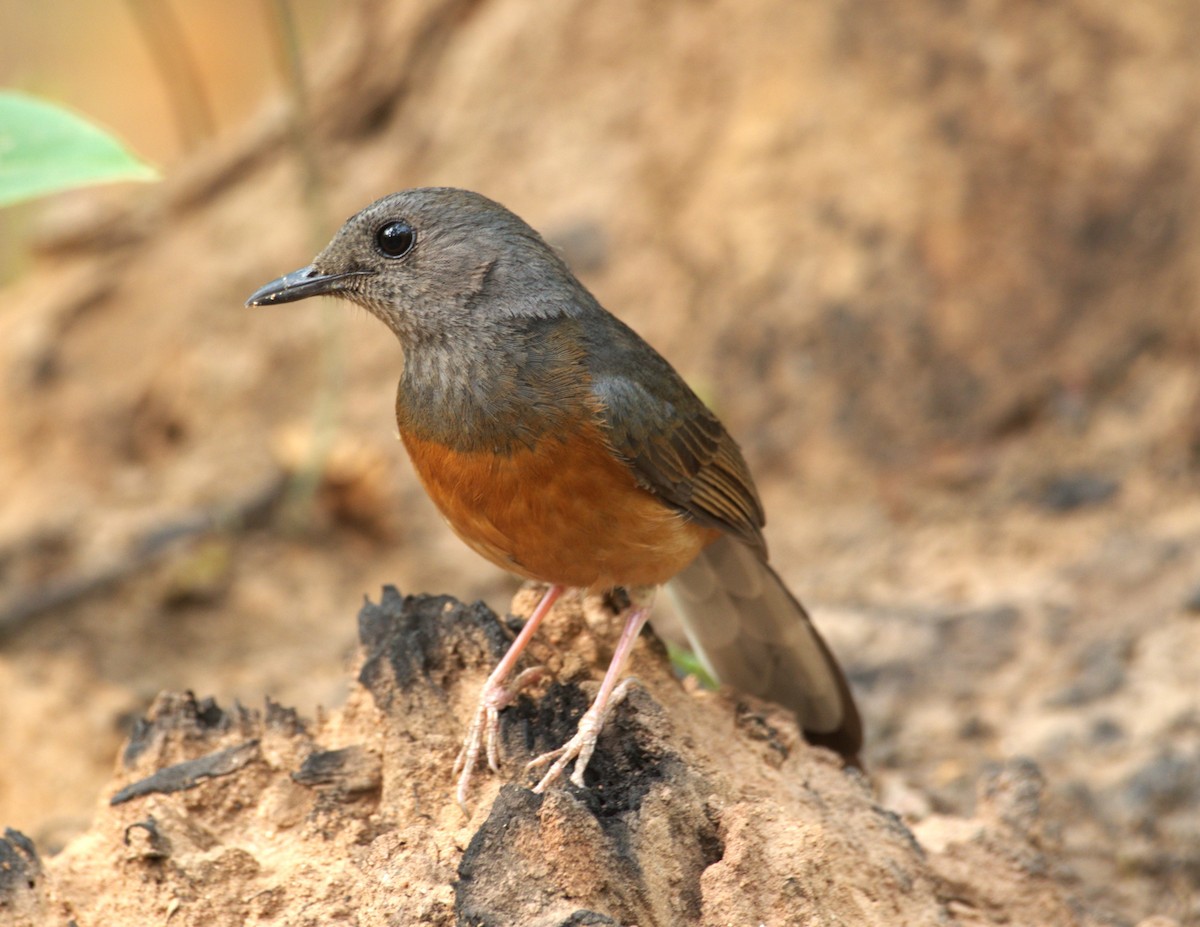 White-rumped Shama - ML620134243