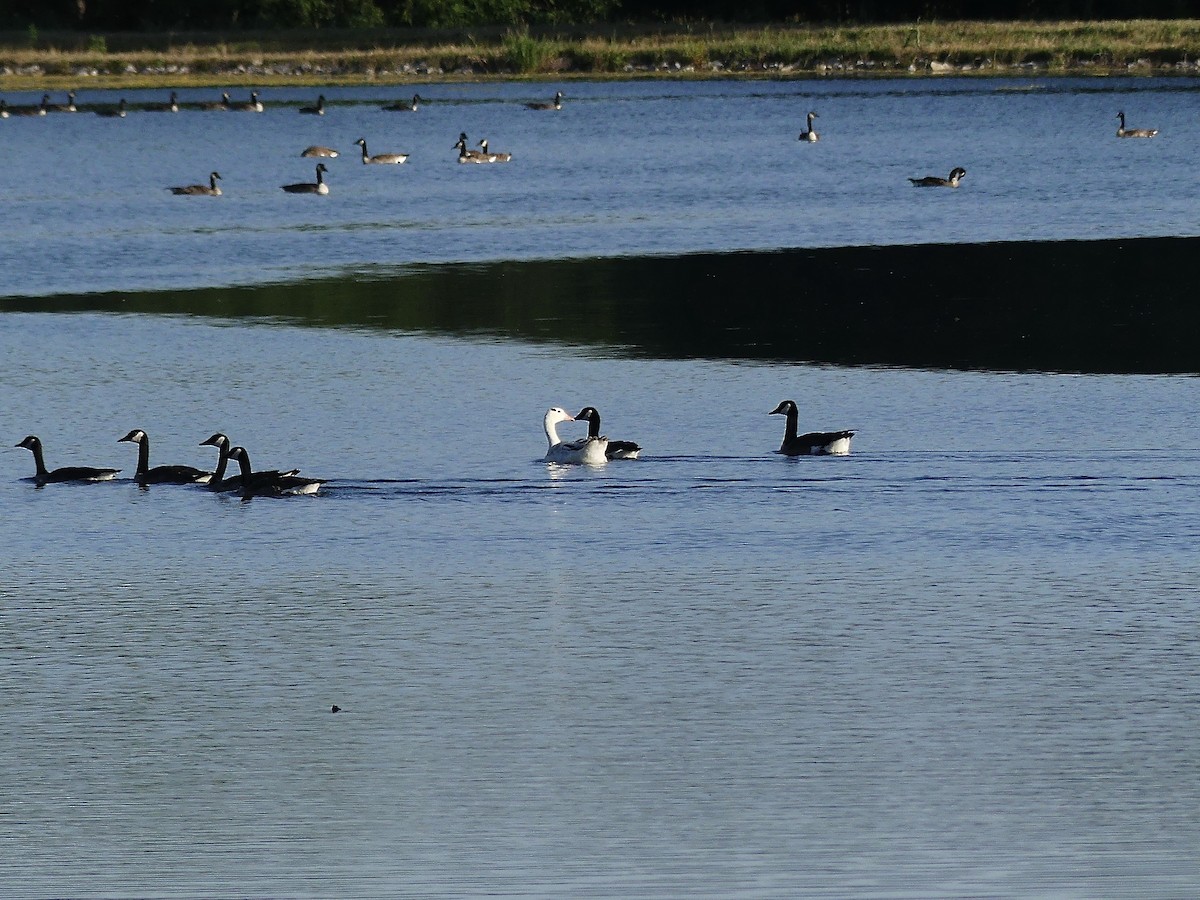 tanımsız kaz (Anser/Branta sp.) - ML620134244