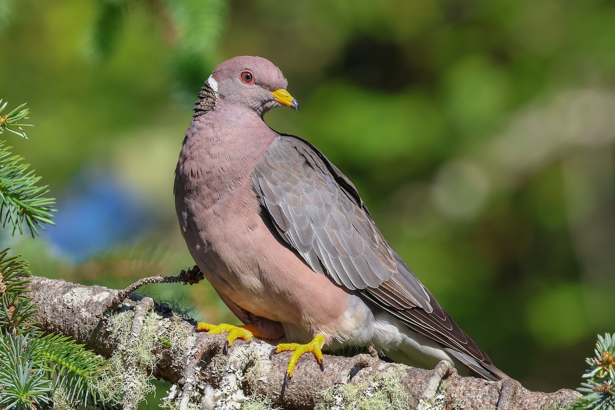 Band-tailed Pigeon - ML620134248
