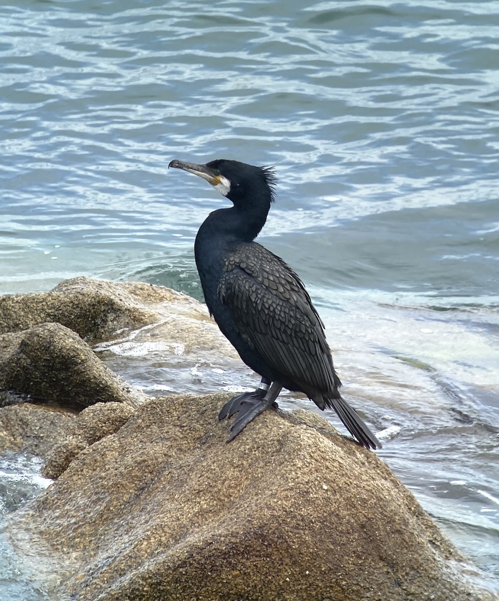 Great Cormorant - ML620134250