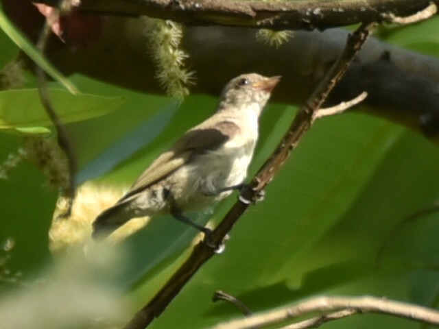 Pale-billed Flowerpecker - ML620134251