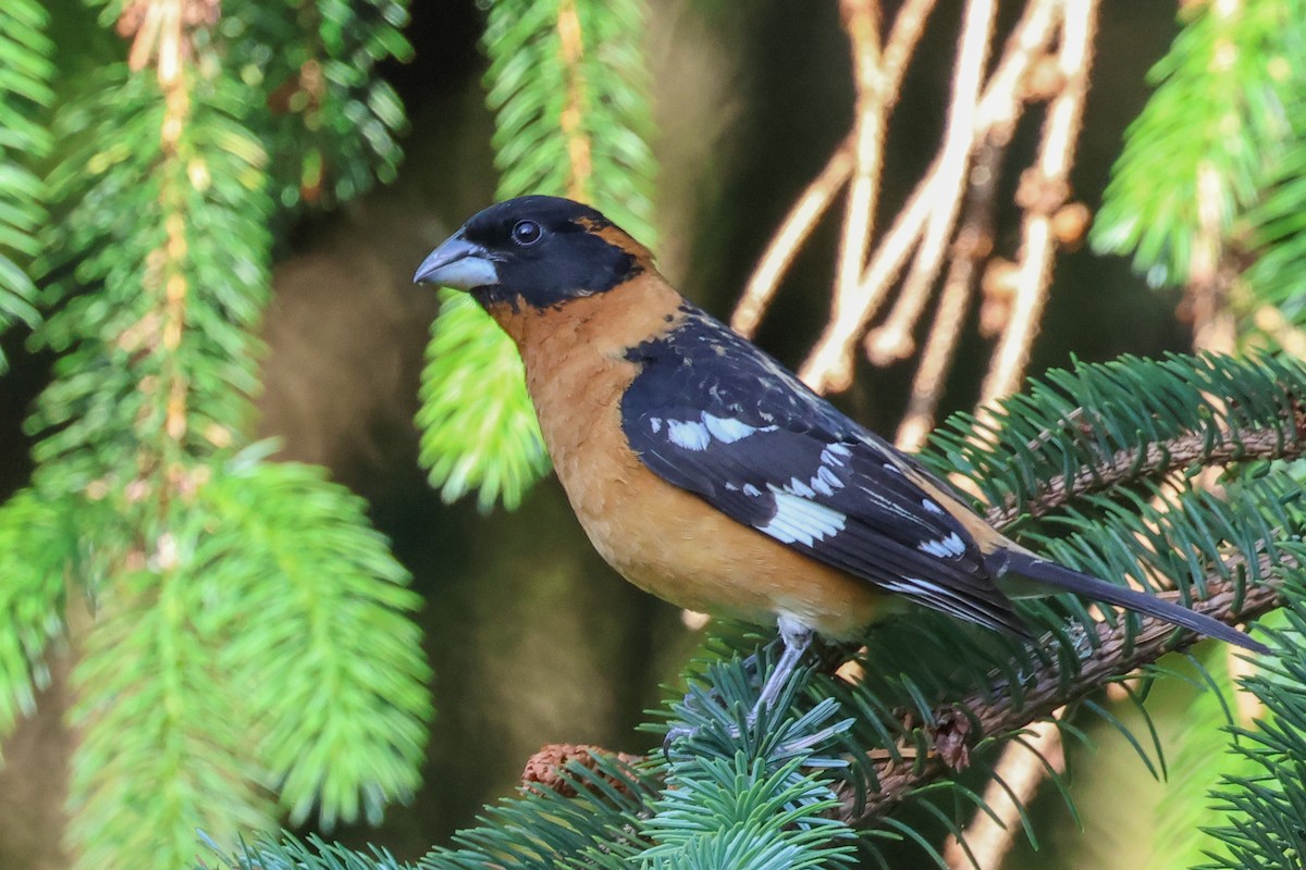 Black-headed Grosbeak - ML620134258