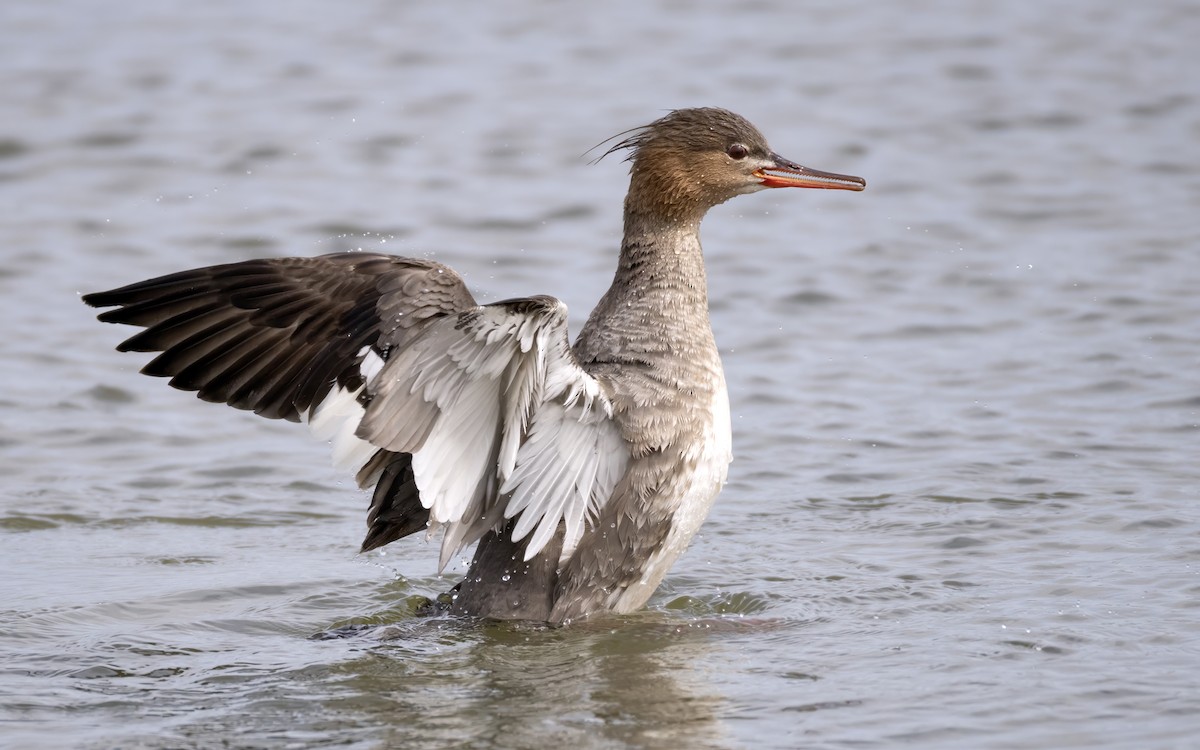 Red-breasted Merganser - ML620134265