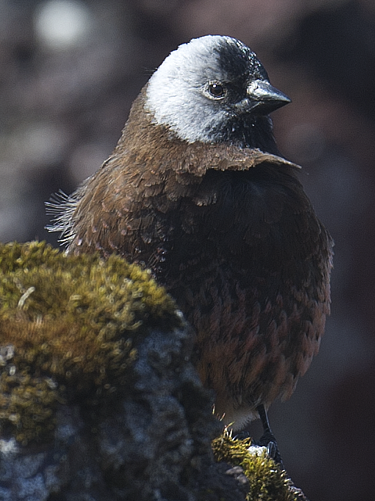 Gray-crowned Rosy-Finch - ML620134268